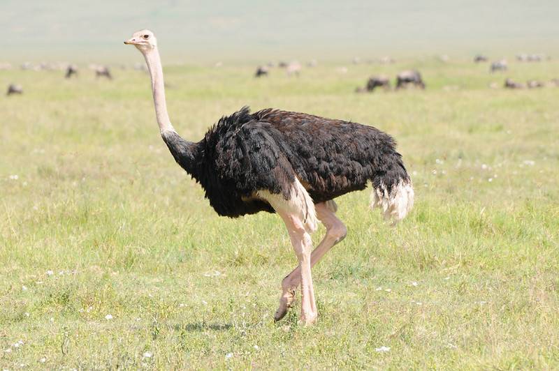 Хвост страуса фото