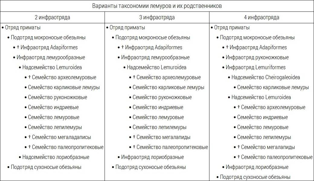 Схема классификация приматов