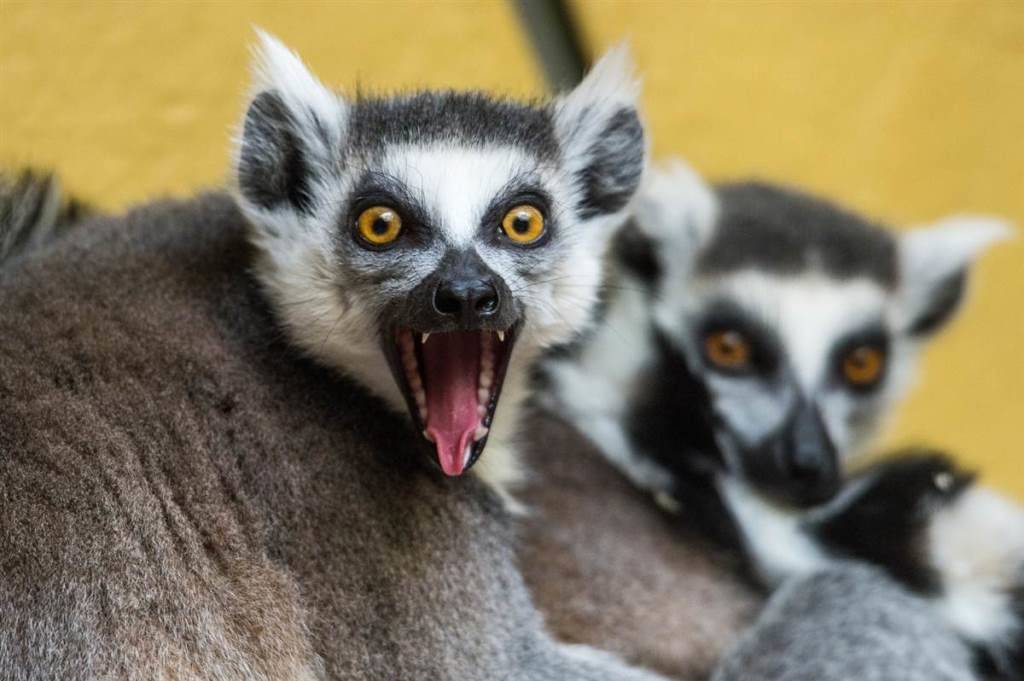 Картинки кошачьего лемура