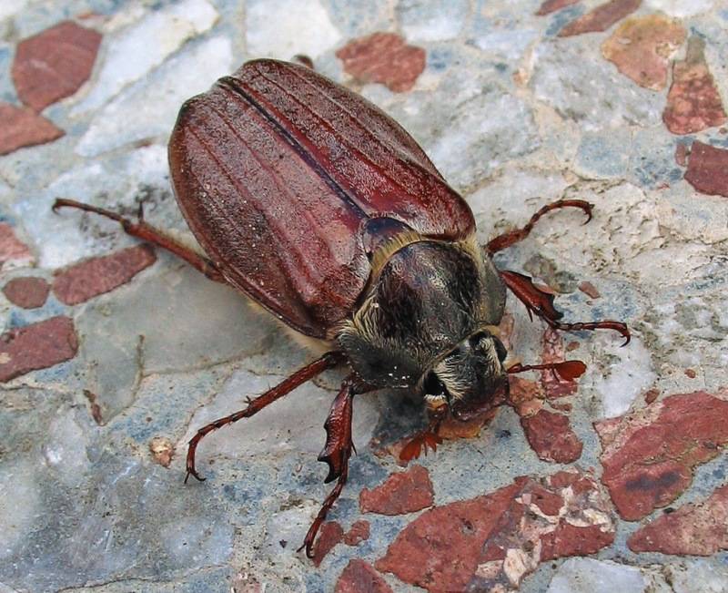 Показать фото жука майского жука