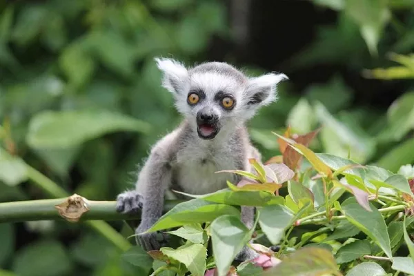 Детеныш кошачьего лемура (Lemur catta) Детеныш кошачьего лемура Lemur catta среди зелени