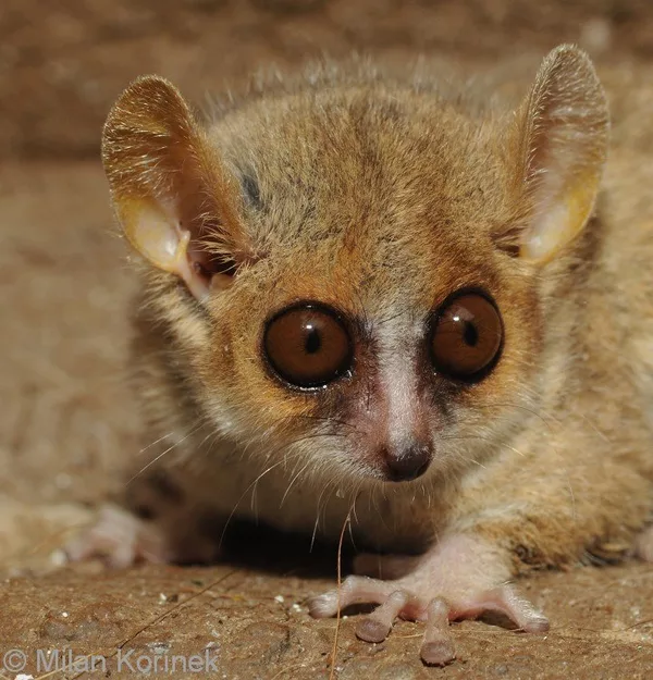 Серый мышиный лемур с большими глазами (Microcebus murinus) Серый мышиный лемур Microcebus murinus с большими глазами