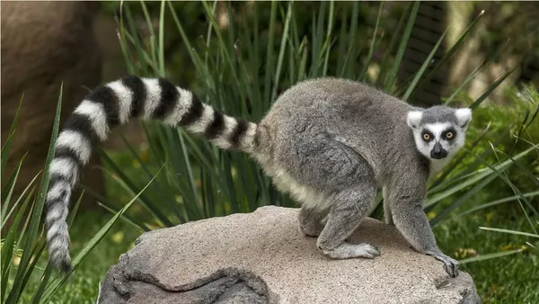 Хвост лемура (вид - кошачий лемур, Lemur catta) Хвост кошачьего лемура Lemur catta