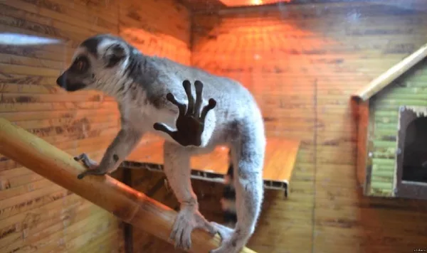 Кошачий лемур в вольере (Lemur catta) Кошачий лемур Lemur catta в вольере