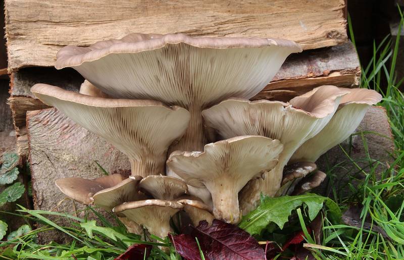Вешенка обыкновенная (устричная, устричный гриб, глыва) фото (лат. Pleurotus ostreatus)