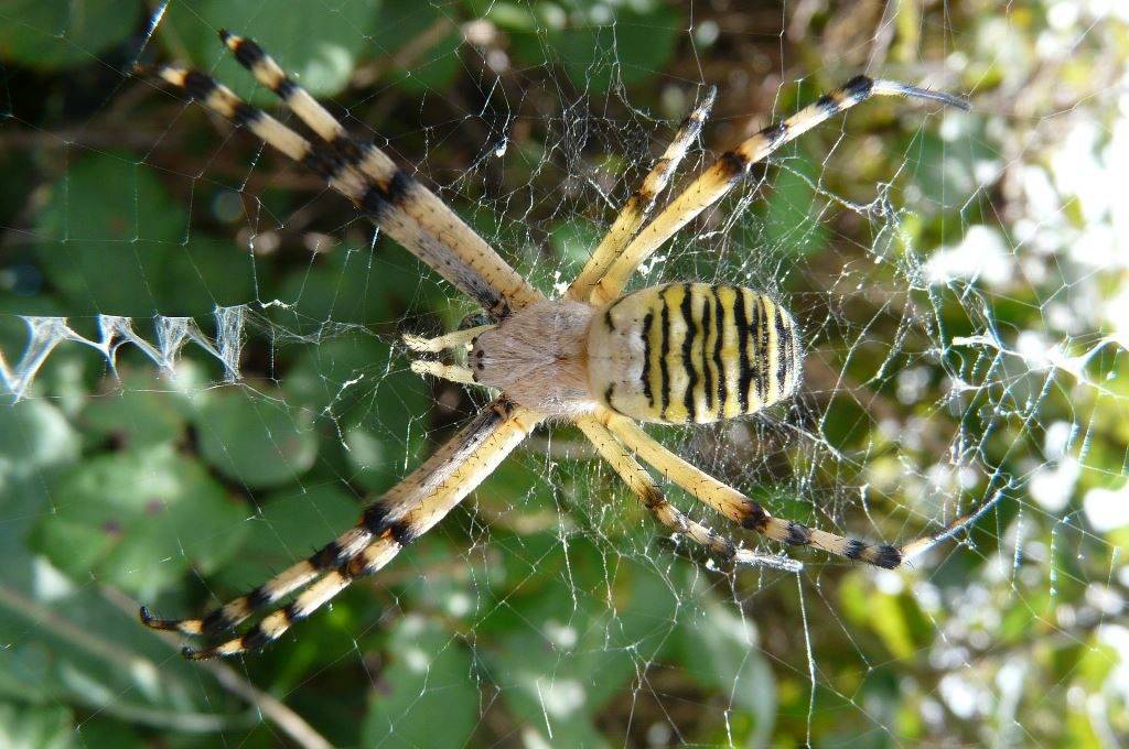 Головогрудь паука-осы самки фото