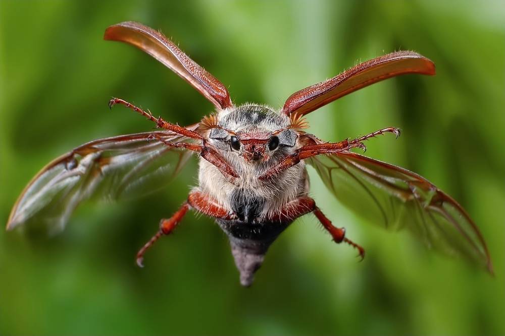 Полет майского жука фото
