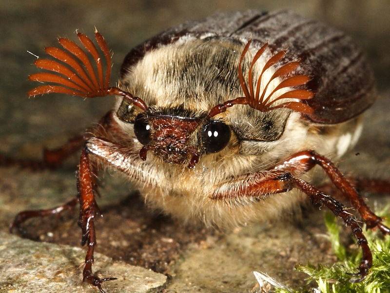 Усики майского жука фото