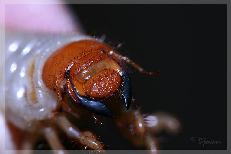 Челюсти личинки майского жука фото (Melolontha melolontha larva)