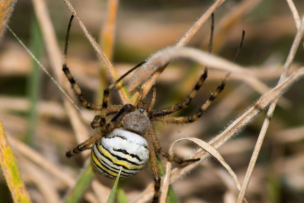 Черно-желтый паук-оса фото