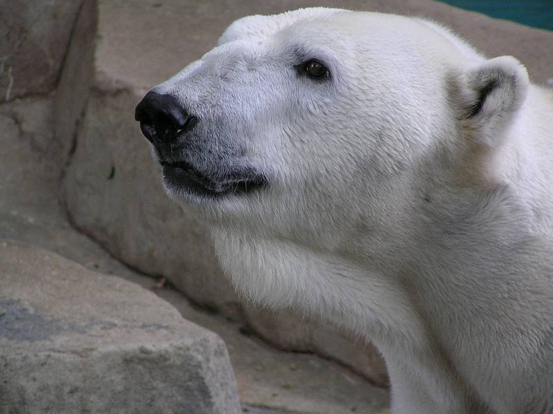 Голова белого медведя фото