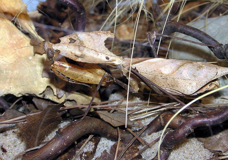 Малайзийский листовидный богомол фото (лат. Deroplatys dessicata)