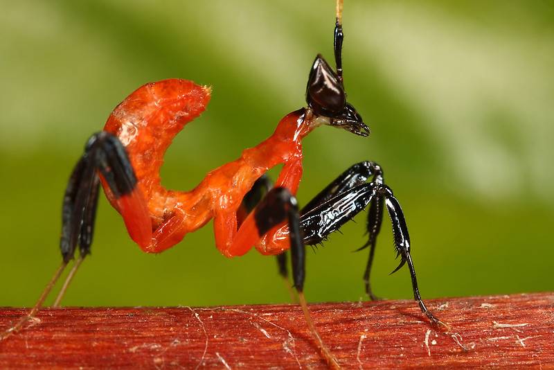 Нимфа (личинка) орхидейного богомола фото (лат. Hymenopus coronatus)