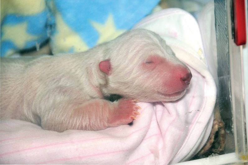 Новорожденный белый медведь фото