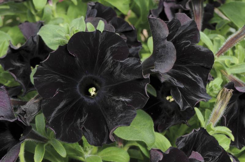 Петуния грандифлора Черный Бархат фото (Petunia Grandiflora Black velvet)