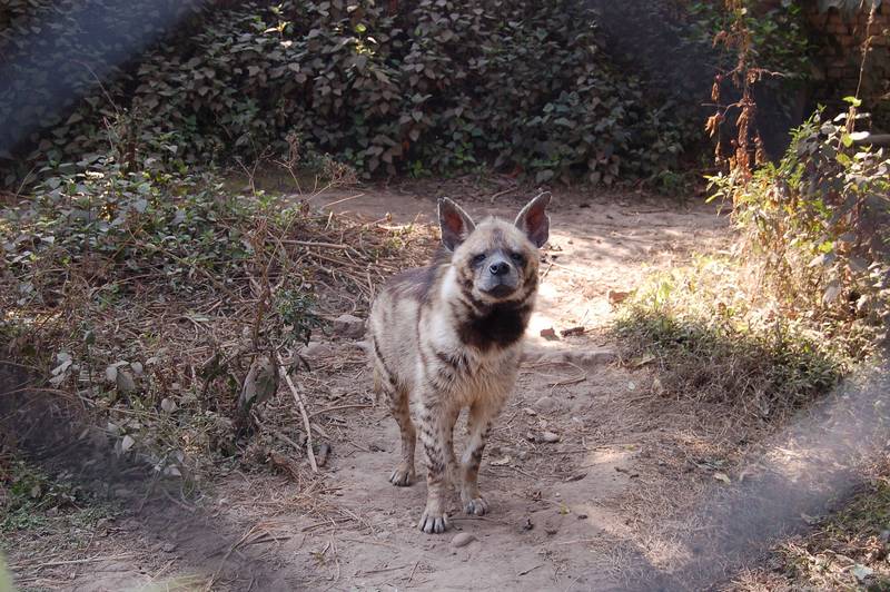 Полосатая гиена фото (лат. Hyaena hyaena)
