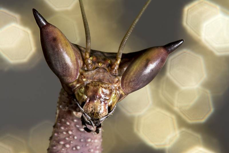 Шипоглазый богомол фото (лат. Heterochaeta orientalis)