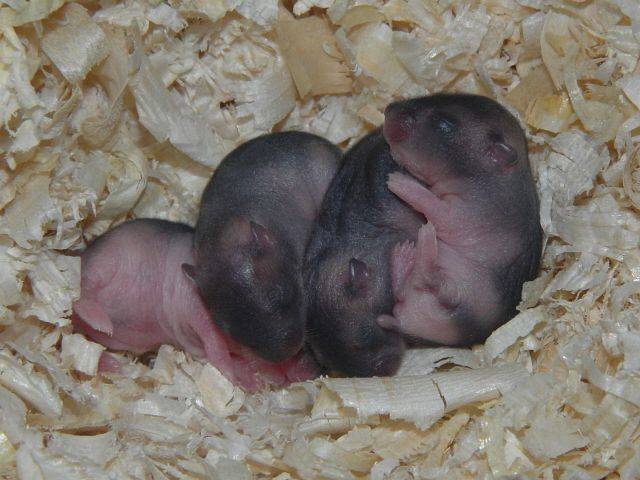 Родились хомячки. Новорождённые джунгарские хомячки. Джунгарский хомячок новорожденный. Новорожденные хомяки джунгарики. Хомячата джунгарские Новорожденные.