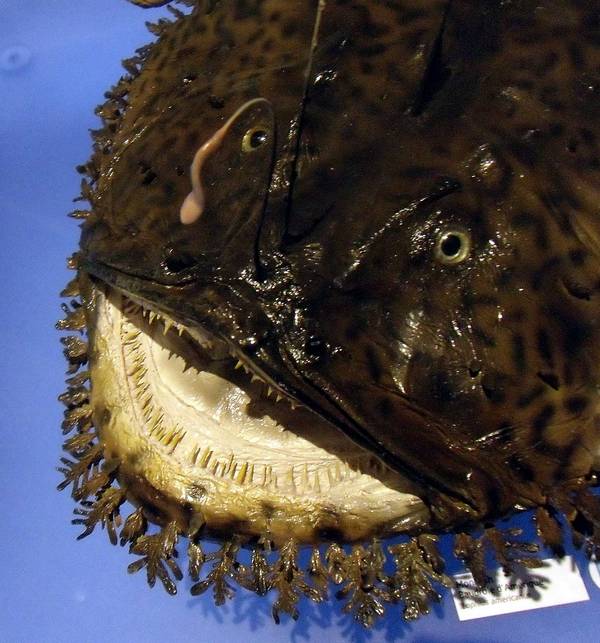 Голова и зубы морского черта фото (вид - Lophius americanus)