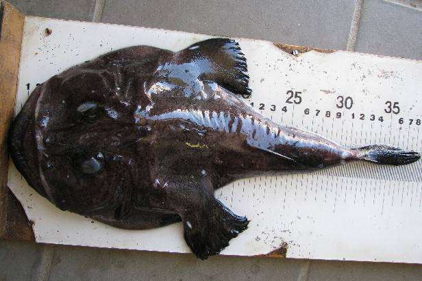 Капский удильщик (бирманский морской черт) фото (лат. Lophius vomerinus)