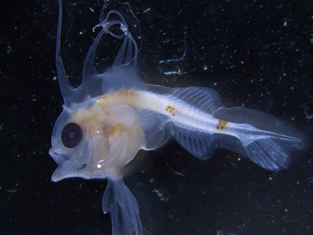 Личинка морского черта (удильщика) фото