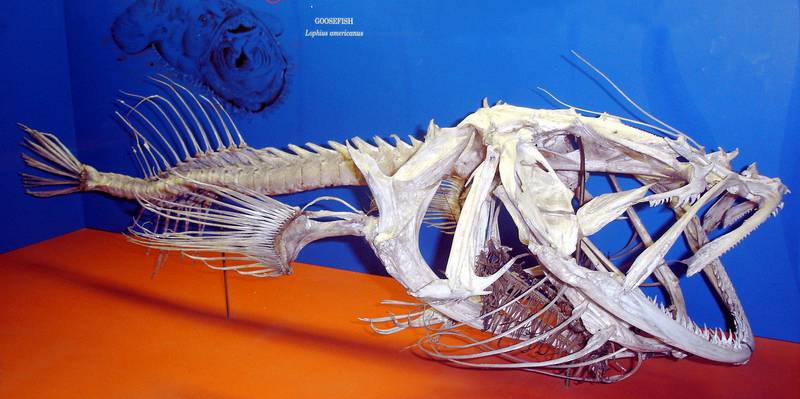 Морской удильщик (скелет) фото