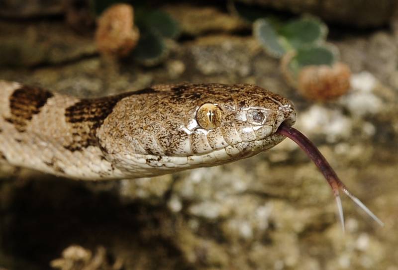 Глаз кошачьей змеи, которая относится к подсемейству ужовых, фото