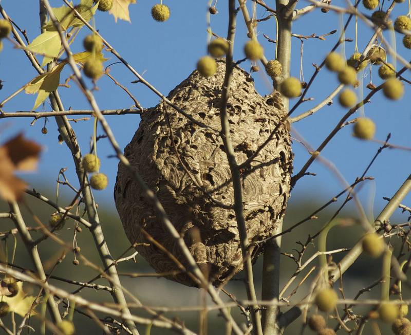 Гнездо шершней Vespa velutina снаружи фото