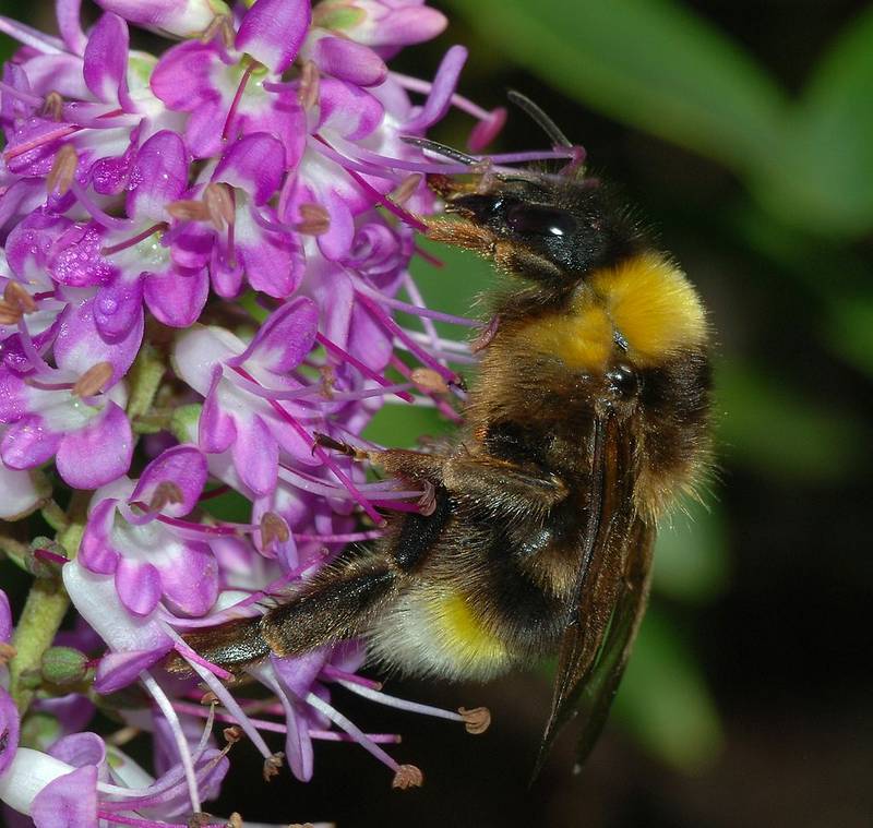 Шмель-кукушка Bombus vestalis фото