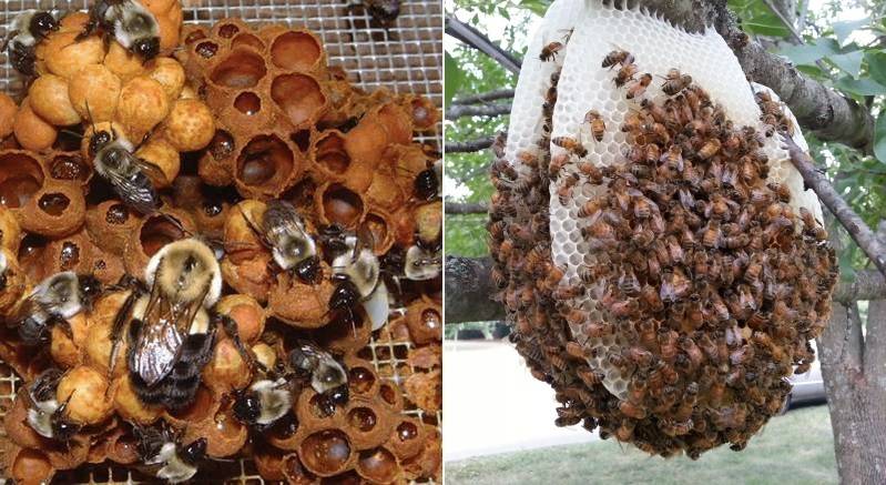 Гнездо шмеля и пчелы фото