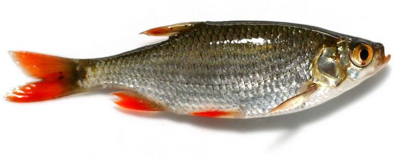 Красноперка фото рыбы (сорога, краснокрыл)