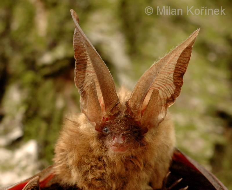Уши бурого ушана фото (лат. Plecotus auritus)
