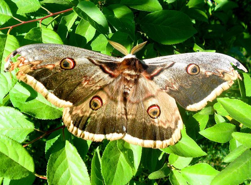 Большой ночной павлиний глаз бабочка фото (лат. Saturnia pyri)