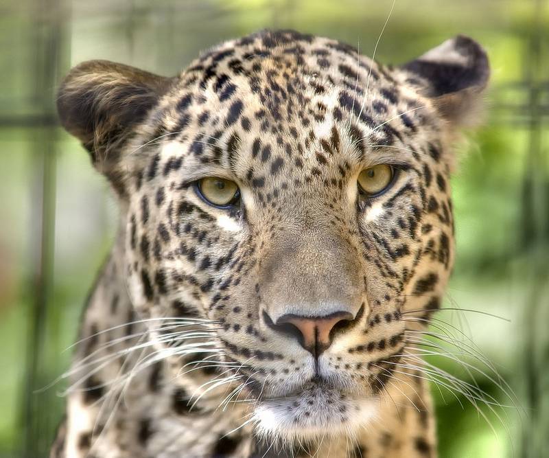 Голова и глаза леопарда фото
