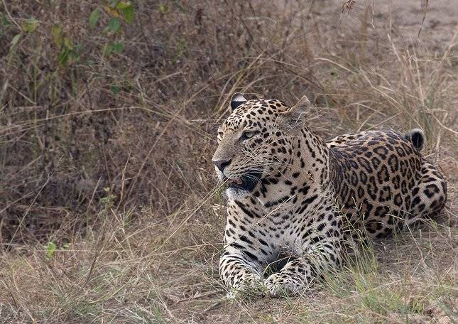 Индийский леопард фото (лат. Panthera pardus fusca)
