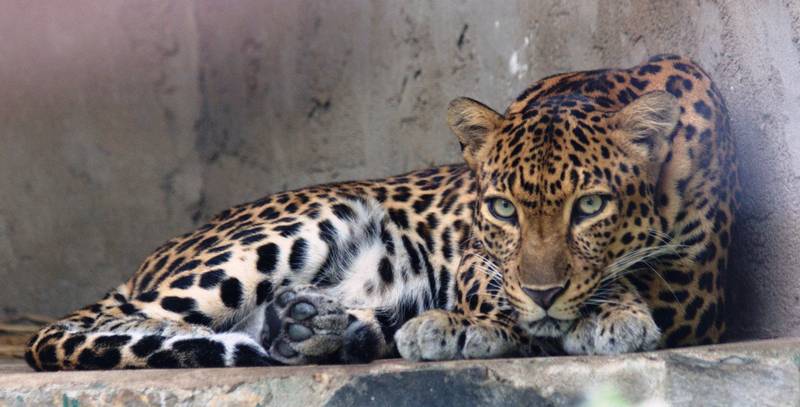 Индокитайский леопард фото (лат. Panthera pardus delacouri)
