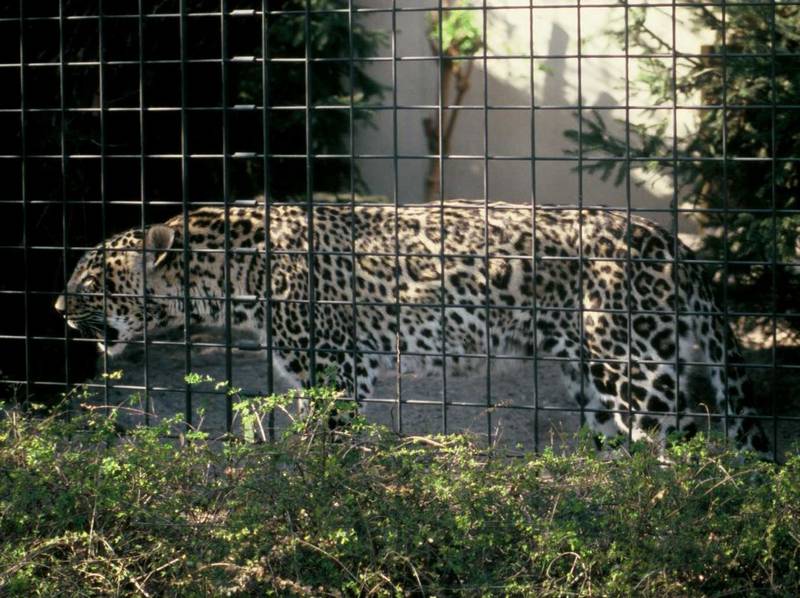 Леопард абундист фото