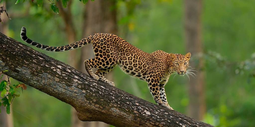 Леопард фото (лат. Panthera pardus)