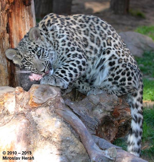 Маленький детеныш леопарда (котенок леопарда) фото