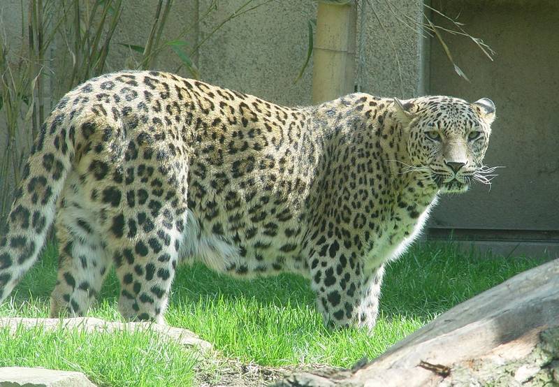 Персидский леопард (переднеазиатский барс) фото (лат. Panthera pardus saxicolor)