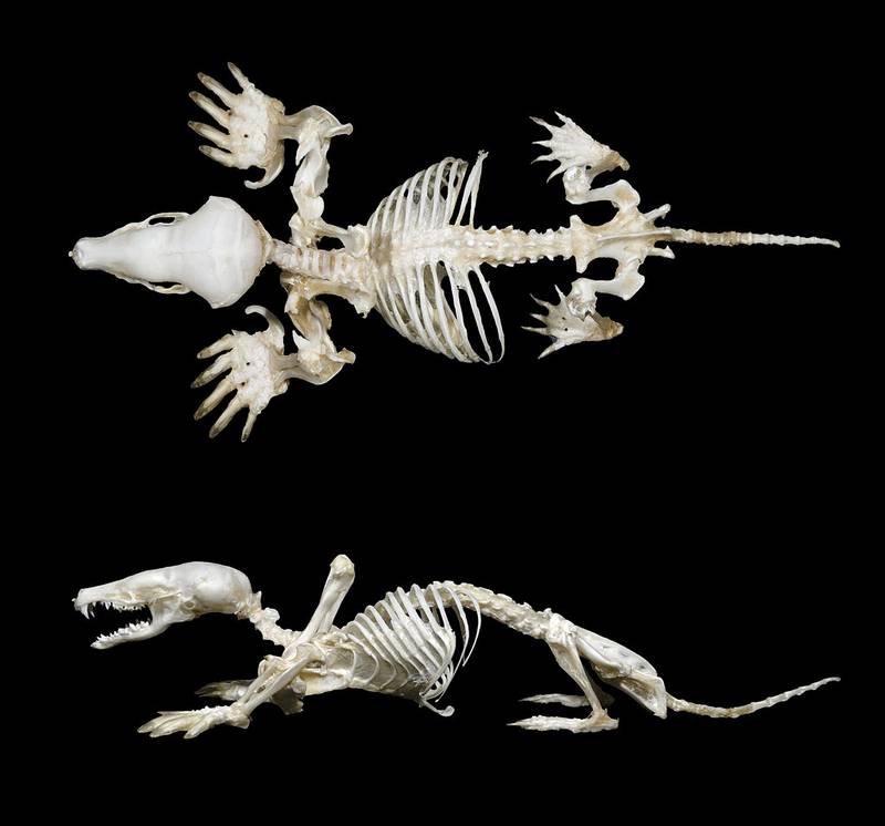 Скелет обыкновенного крота фото