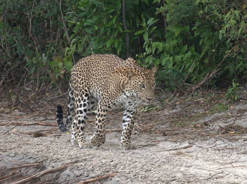 Цейлонский леопард фото (лат. Panthera pardus kotiya)