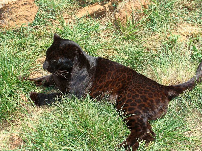 Черный леопард фото