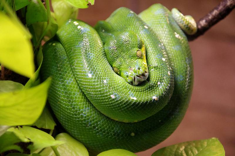 Зеленый древесный питон фото (лат. Morelia viridis)