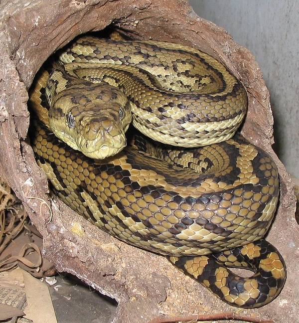 Ковровый питон фото (лат. Morelia spilota mcdowelli)