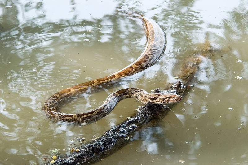 Светлый тигровый питон в воде фото (лат. Python molurus molurus)