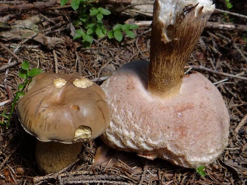 Ложный моховик (желчный гриб) фото (лат. Tylopilus felleus)