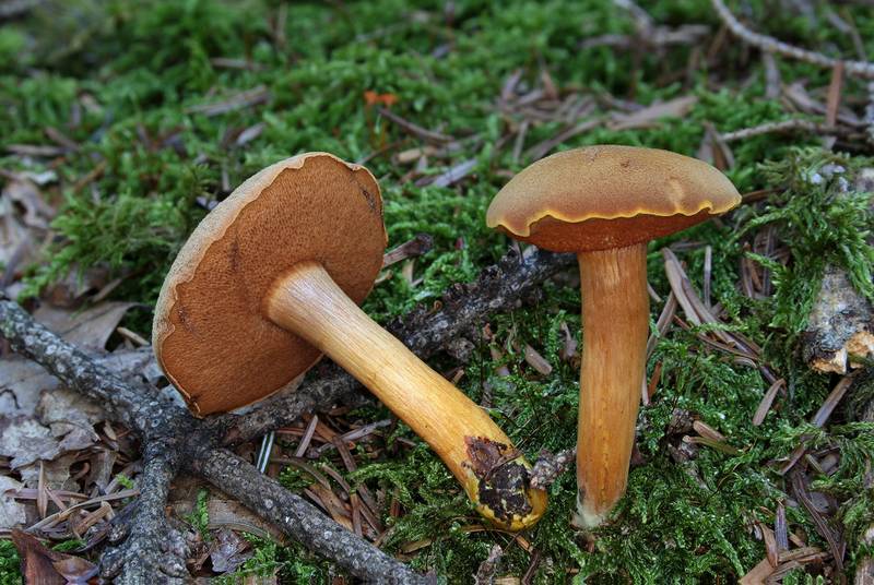 Перечный гриб (масленок перечный) фото (лат. Chalciporus piperatus)