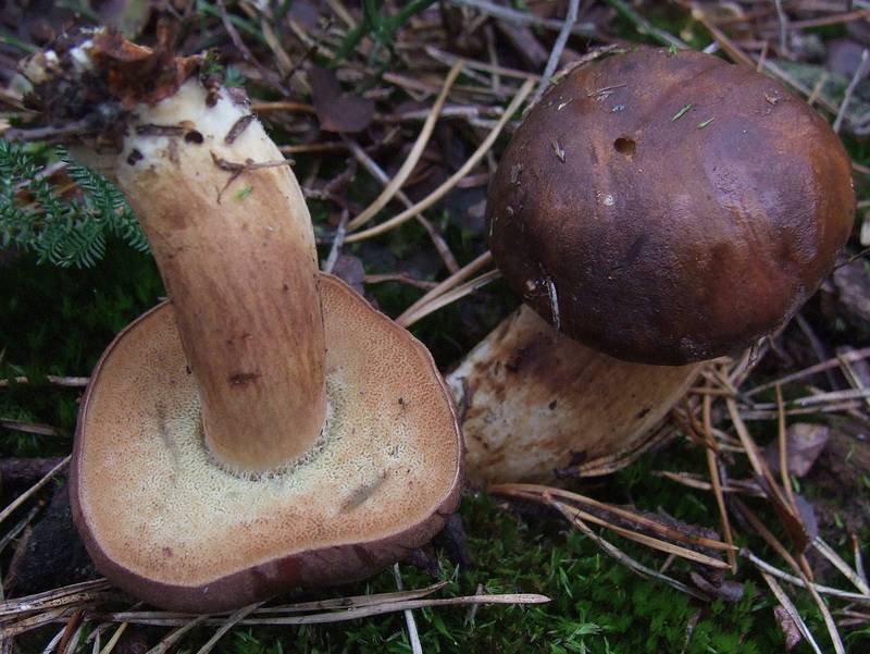 Польские грибы фото (лат. Boletus badius, Xerocomus badius)
