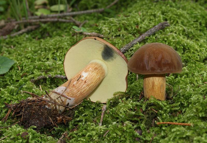 Польский гриб фото (лат. Boletus badius, Xerocomus badius)